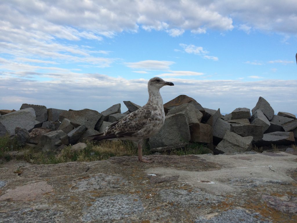 Möwe auf Hafen-Mauer in Saßnitz (Rügen)